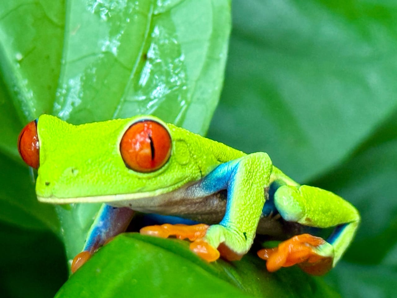wildlife tour guanacaste area